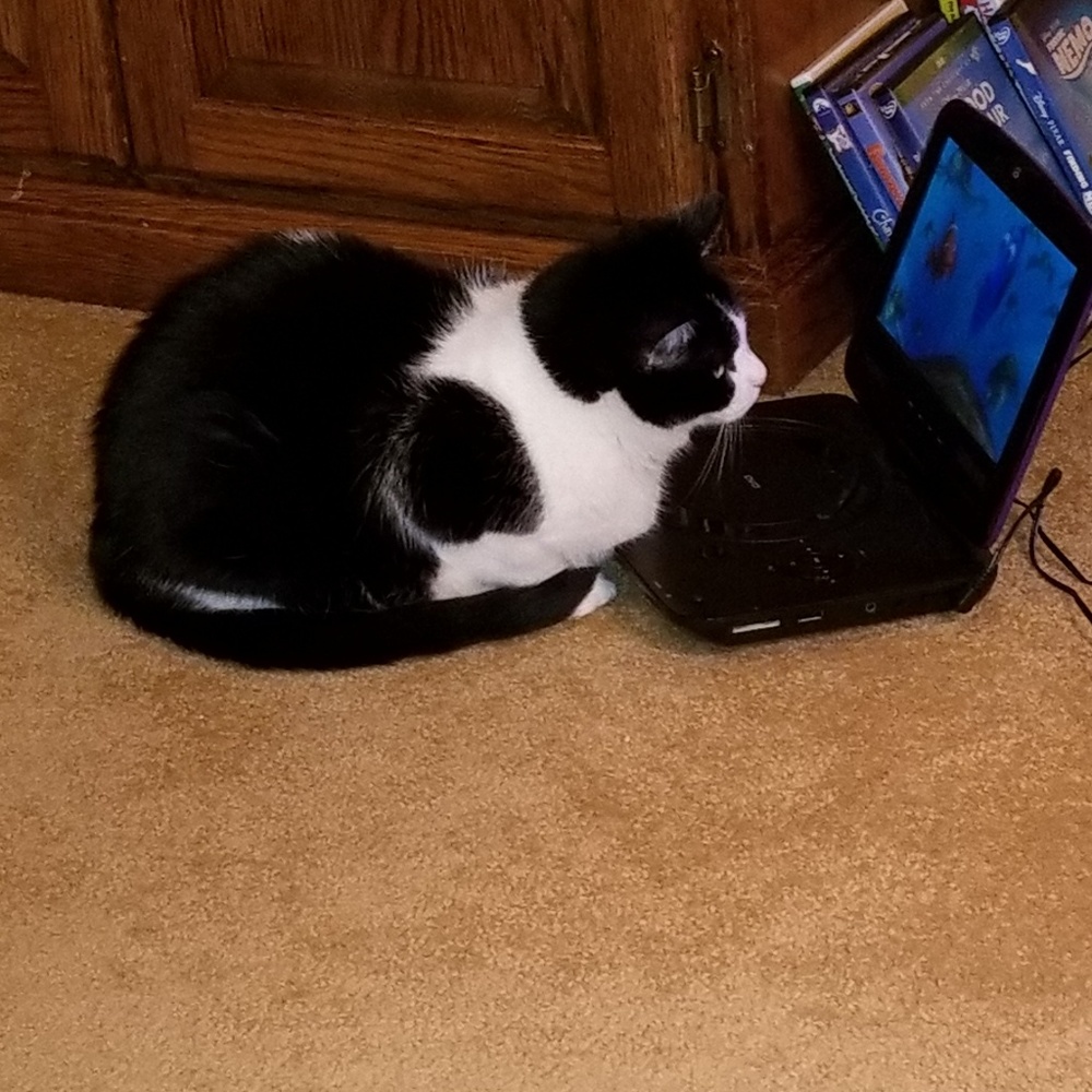 Meet your Posher, Donna